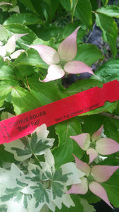 Cornus 'Beni fuji' Dogwood