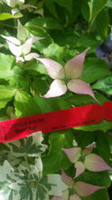 Cornus 'Beni fuji' Dogwood