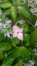 Cornus 'Beni fuji' Dogwood