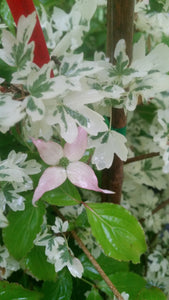 Cornus 'Beni fuji' Dogwood
