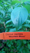 Cornus 'Mountain Moon' Evergreen Dogwood