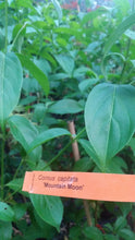 Cornus 'Venus' Dogwood
