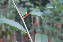 Magnolia 'Inspiration' Evergreen Magnolias