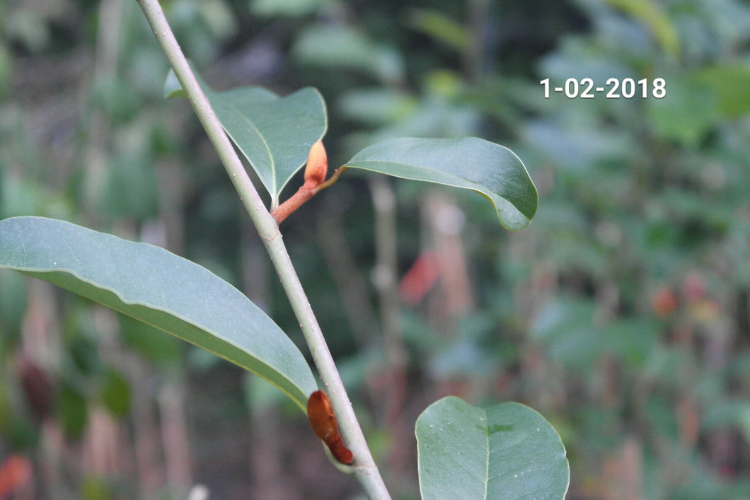Magnolia 'Inspiration' Evergreen Magnolias