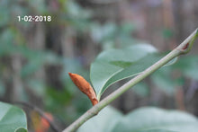 Magnolia 'Inspiration' Evergreen Magnolias