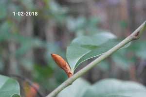 Magnolia 'Inspiration' Evergreen Magnolias