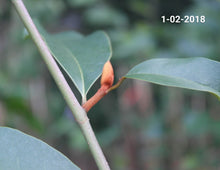Magnolia 'Inspiration' Evergreen Magnolias