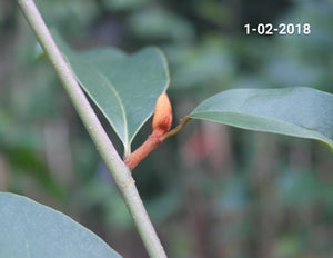 Magnolia 'Inspiration' Evergreen Magnolias
