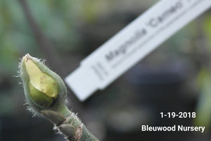 Magnolia 'Cameo'