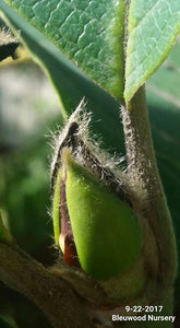 Magnolia 'Cameo'