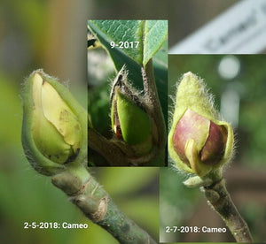 Magnolia 'Cameo'