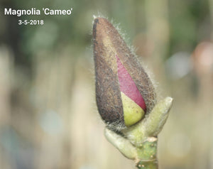 Magnolia 'Cameo'