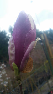 Magnolia x soulangiana