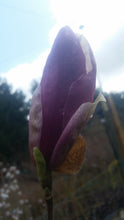 Magnolia x soulangiana