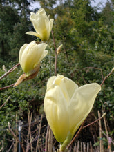 Magnolia 'Elizabeth'