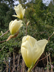 Magnolia 'Elizabeth'