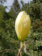Magnolia 'Elizabeth'