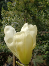Magnolia 'Elizabeth'