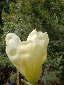 Magnolia 'Elizabeth'