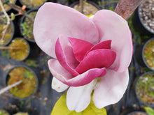 Magnolia 'Cameo'