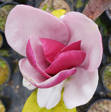 Magnolia 'Cameo'