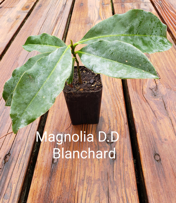Magnolia 'D.D. Blanchard'