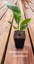 Magnolia 'D.D. Blanchard'