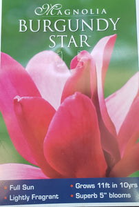 Magnolia 'Royal Splendor'