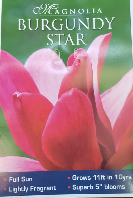 Magnolia 'Royal Splendor'