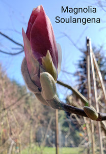 Magnolia x soulangiana