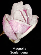 Magnolia x soulangiana