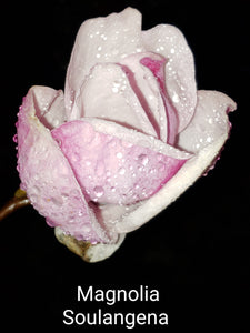 Magnolia x soulangiana