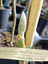 Magnolia 'Felix'