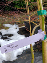 Magnolia 'Paul Cook'