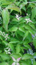 Cornus 'Beni fuji' Dogwood