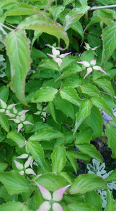 Cornus 'Beni fuji' Dogwood