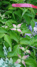 Cornus 'Beni fuji' Dogwood