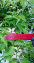 Cornus 'Beni fuji' Dogwood