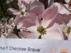 Cornus Florida 'Cherokee Brave' Dogwood