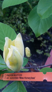 Magnolia 'Miss HoneyBee'