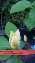 Magnolia 'Miss HoneyBee'