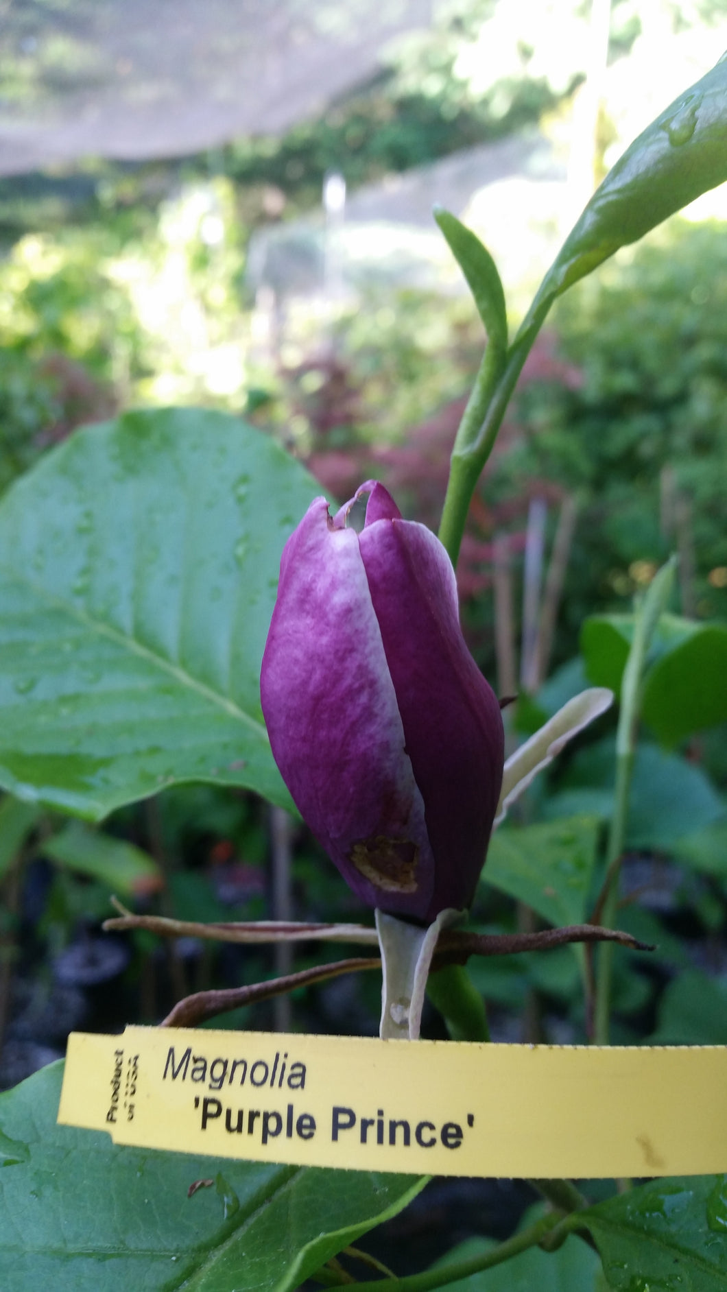 Magnolia 'Purple Prince'