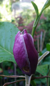 Magnolia 'Purple Prince' Print