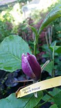 Magnolia 'Purple Prince'