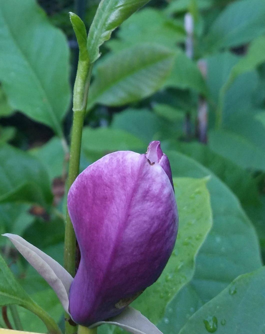 Magnolia 'Purple Prince' Print 2