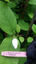 Magnolia Sieboldii 'Colossus'