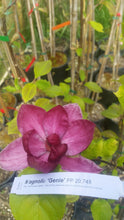 Magnolia 'Genie'