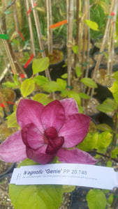 Magnolia 'Genie'