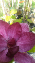 Magnolia 'Genie'