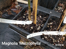Magnolia Macrophylla